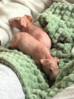 Naaktcavia’s (3 maanden oud), Octobre, Mâle, Domestique, Cobaye