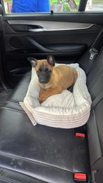 Belgische Herder Malinois pup te koop-met paspoort en chip, Dieren en Toebehoren, Honden | Herdershonden en Veedrijvers, CDV (hondenziekte)