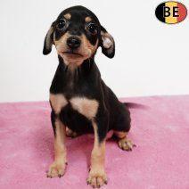 Pinscher femelles avec pedigree au tempérament éveillé, Animaux & Accessoires, Chiens | Bouledogues, Pinschers & Molossoïdes, Chienne