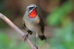 roodkeelnachtegaal pop gevraagd, Dieren en Toebehoren, Vrouwelijk, Wildzangvogel, Geringd