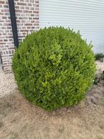 Grote buxusbollen van dia 115, Ophalen, Buxus, Struik, 100 tot 250 cm