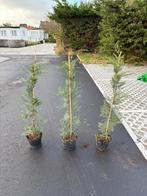 Leylandii haagplant 120cm, Tuin en Terras, Ophalen, In pot