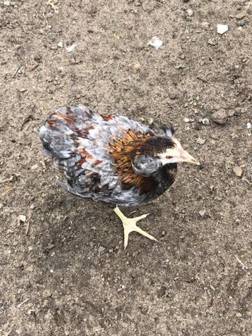 6 araucana bolstaart hennen met of zonder oor toefen.  100 % beschikbaar voor biedingen