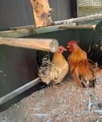 Chabo koppel 25€, Dieren en Toebehoren