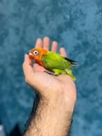 Agapornis baby (EAM), Dieren en Toebehoren, Vogels | Parkieten en Papegaaien, Geringd