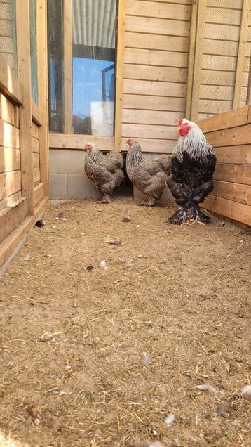 Kweektoom Brahma zilverpatrijs, Plusieurs animaux, Poule ou poulet