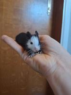 Jonge degoe's beschikbaar (zeldzame kleuren!), Animaux & Accessoires, Rongeurs, Domestique, Novembre, Autres types, Plusieurs animaux