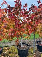 Liquidambar styraciflua - Amberboom, Tuin en Terras, Ophalen