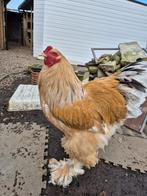 Bramha hanen te koop, Dieren en Toebehoren, Pluimvee