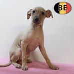 Schitterend nestje Italiaanse Windhond teefjes, België, CDV (hondenziekte), 8 tot 15 weken, Teef