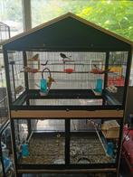 Kanaries te koop, Dieren en Toebehoren, Vogels | Kanaries