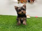 Chiots Yorkshire Terrier, Yorkshire Terrier, Parvovirose, Plusieurs, Belgique