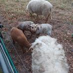 schattige lammetjes te koop, Mouton, Plusieurs animaux, 0 à 2 ans