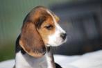 Beagle puber teefje, Dieren en Toebehoren, Honden | Beagles, Bassets en Lopende honden, Beagle, 15 weken tot 1 jaar, Buitenland