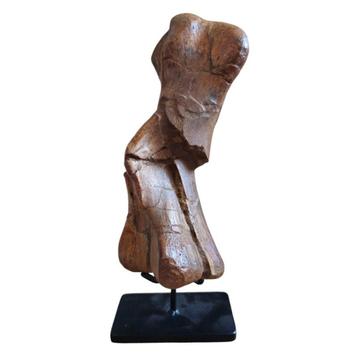 Dinosaurus, Edmontosaurus, Hell Creek USA, Metatarsal  beschikbaar voor biedingen