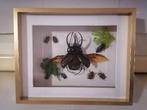Taxidermy, Enlèvement ou Envoi, Neuf, Insecte, Animal empaillé