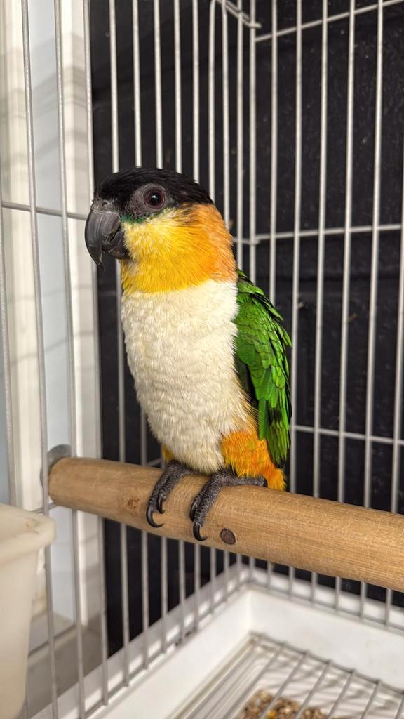 Tamme jonge zwartkop caiques mannen met DNA en getest op all, Dieren en Toebehoren, Vogels | Parkieten en Papegaaien, Papegaai