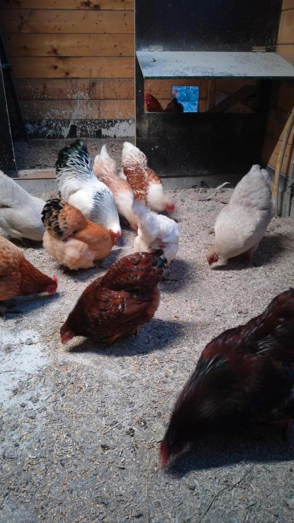 Broedeieren wyandotte krielen, Dieren en Toebehoren, Pluimvee