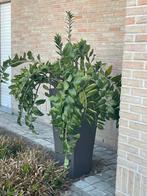 Zamioculcas, 31j oud, Vaste plant, Halfschaduw, Lente, Ophalen