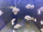 White convict cichliden uit hobbykweek, Vis, Zoetwatervis