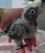 Tam Rhodocephala (roodkop  parkiet), Dieren en Toebehoren, Vogels | Parkieten en Papegaaien, Parkiet, Tam