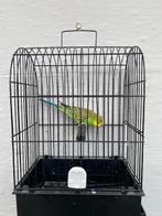 Grasparkieten Split Blackwing 2025., Plusieurs animaux, Perruche, Bagué