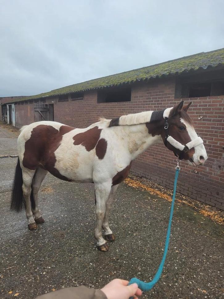 20 jarige (fok)(draag)(gezelschaps)merrie, Dieren en Toebehoren, Pony's, Merrie