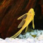 Ancistrus L144 lemon Longfin, Dieren en Toebehoren, Vissen | Aquariumvissen