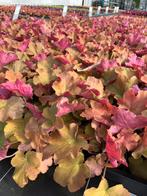 Heuchera hybr. ‘Caramel’, Ophalen, Zomer, Vaste plant, Halfschaduw