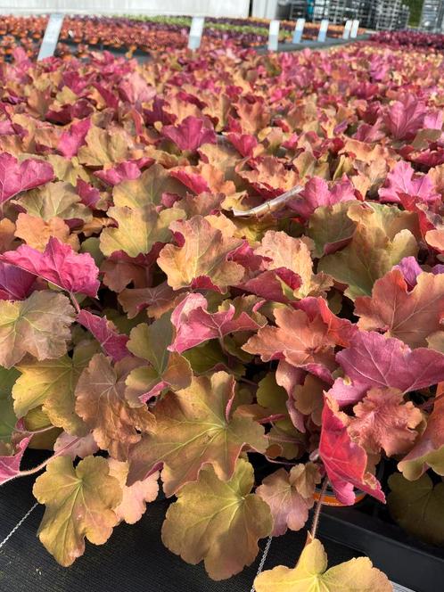 Heuchera hybr. ‘Caramel’, Tuin en Terras, Planten | Tuinplanten, Vaste plant, Halfschaduw, Zomer, Ophalen