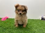 Dwergkees pups
