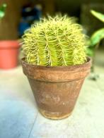 Planten, Ophalen