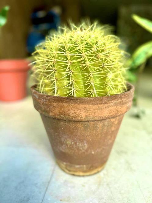Planten, Huis en Inrichting, Overige Huis en Inrichting, Ophalen