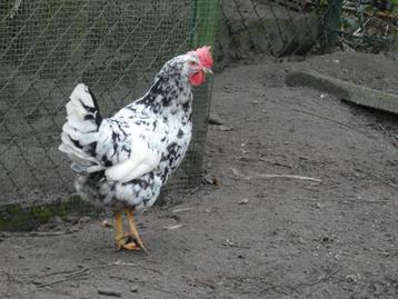 hennen bonte leghorn exchequer beschikbaar voor biedingen