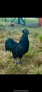 Koppel Ayam Cemani, Dieren en Toebehoren, Meerdere dieren, Kip