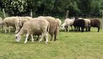 Moutons mâles de + de 6 mois, Mannelijk, Schaap