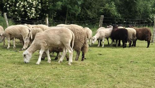 Moutons mâles de + de 6 mois, Dieren en Toebehoren, Schapen, Geiten en Varkens, Schaap, Mannelijk