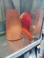 discuskoppel, Dieren en Toebehoren, Vissen | Aquariumvissen, Vis, Zoetwatervis