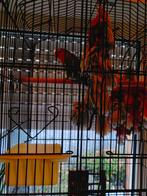 Agapornis, Dieren en Toebehoren