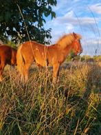 2 merrie veulens shetland vos met stamboek, Dieren en Toebehoren, Merrie
