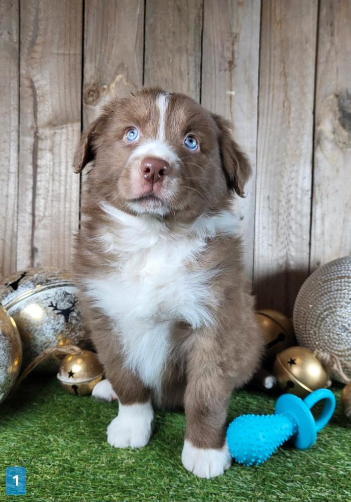 Australische herder / Aussi / Australische herder pups, Dieren en Toebehoren, Honden | Herdershonden en Veedrijvers, Meerdere dieren