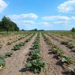 Rabarberplanten, Zakelijke goederen, Ophalen