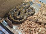 1.1 python reticulatus Pur KAYUADI Super Dwarf, Animaux & Accessoires, Serpent