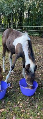 B-pony veulen, Dieren en Toebehoren, Springpony, 0 tot 2 jaar, Hengst, B pony (1.17m tot 1.27m)