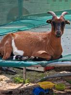 3 dwerggeiten te koop, Dieren en Toebehoren, Schapen, Geiten en Varkens