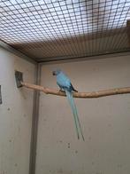 Halsbanden., Dieren en Toebehoren, Vrouwelijk, Parkiet, Geringd