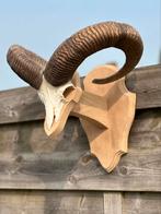 Taxidermie schedel moeflon prachtig, Ophalen of Verzenden