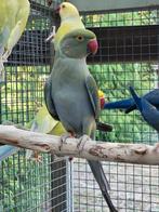 Jonge halsband parkiet 2024, Dieren en Toebehoren, Vogels | Parkieten en Papegaaien, Geslacht onbekend, Parkiet, Geringd