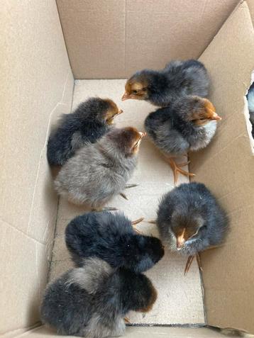 Raszuivere leghorn kuikens beschikbaar beschikbaar voor biedingen
