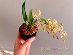 Miniatuur Geurige Orchidee Oncidium Twinkle 'Oro', Ophalen of Verzenden